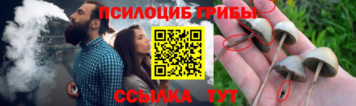 Галлюциногенные грибы Psilocybe  Вход с VPN  Мытищи 